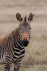 Fototapeta na wymiar mountain zebra