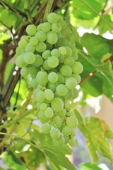 Grappe de raisin