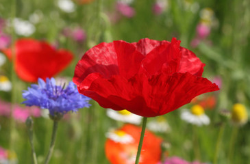 close up of red poppy on meadow