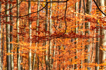 Colorful and bright autumn forest