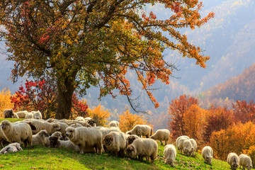  Autumn landscape, sheep, shepard dog