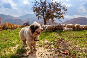 Dogs guard the sheep on the mountain pasture