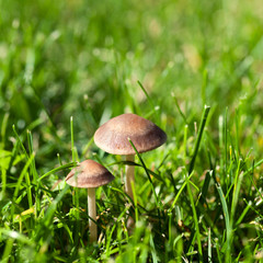 small mushrooms toadstools