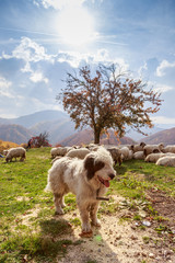 Obraz premium Dogs guard the sheep on the mountain pasture