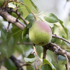 pears on the tree in nature
