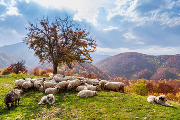  Autumn landscape, sheep, shepard dog
