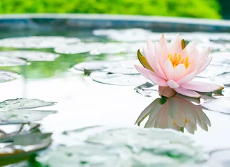 Photo sur Plexiglas fleur de lotus Belle fleur de lotus rose dans l& 39 étang
