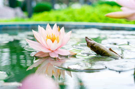 Fototapeta Beautiful pink lotus flower in pond