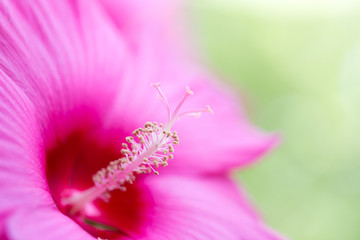 beautiful red flower in nature