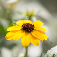 yellow flower in nature