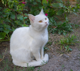 Naklejka na ściany i meble Portrait of guarded white cat