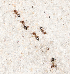 ants on the wall. close-up