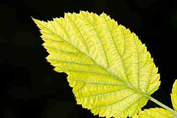 beautiful green leaf in nature