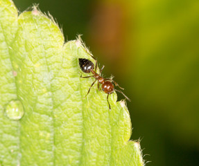 ant on green leaf. close-up