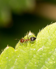 ant on green leaf. close-up