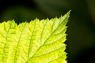 beautiful green leaf in nature