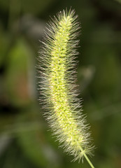 Spike grass. close-up