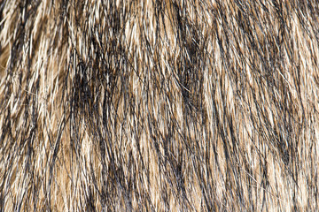 background of the dog's coat