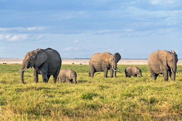 Fototapeta na wymiar Land of elephants