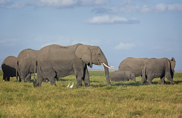 Herd of African Elephants on pasture