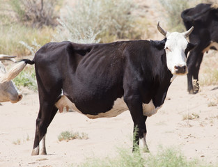 cow in the sands of the steppe