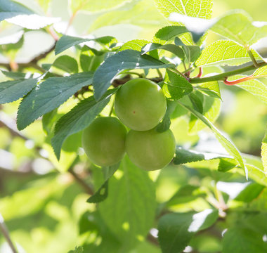 unripe plums on the tree