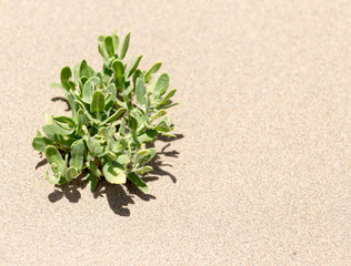 plants in the sand in the desert