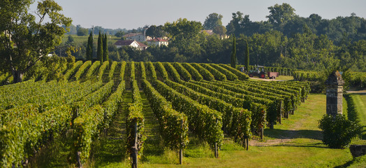 Saint-Emilion-Vineyard landscape-Vineyard south west of France-P