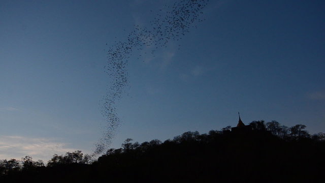Bats flying from a cave in the evening, thailand. HD
