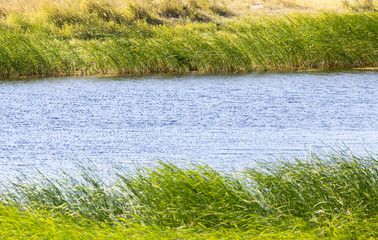 green reeds on Lake Outdoors
