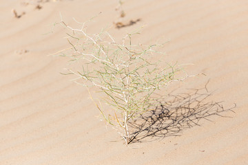 plants in the sand in the desert