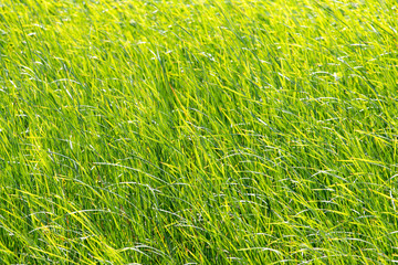 green reeds in nature