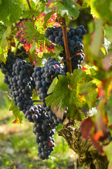 Grapes on the Vine