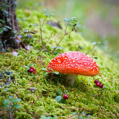 Red death cup mushroom