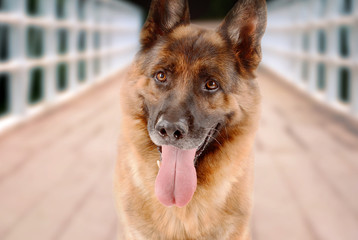 Cute dog outdoors
