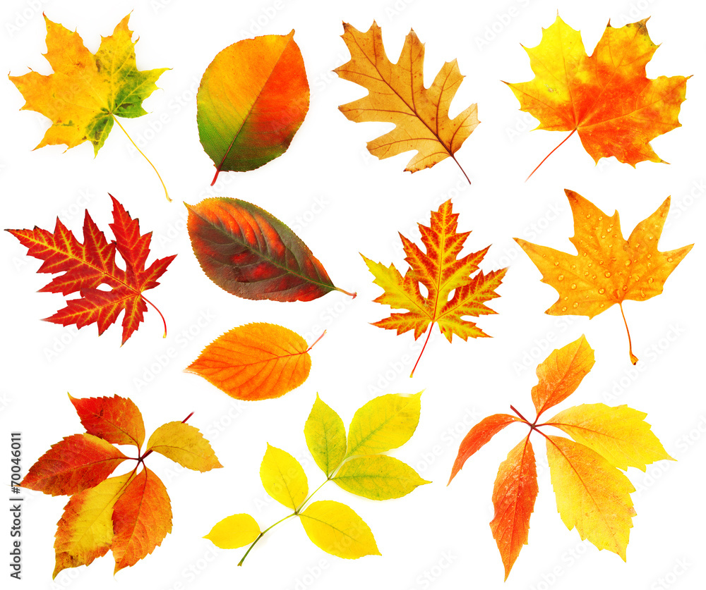 Wall mural Autumn leaves collage isolated on white