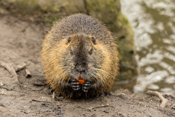 Nutria