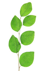 Green brunch on white background isolated