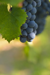 Grapes on the Vine