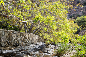 Fototapeta premium Riverbed Wadi Bani Habib