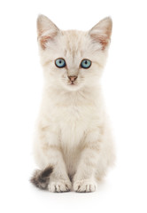 Kitten on a white background