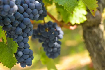 Fotobehang Grapes on the Vine © FreeProd