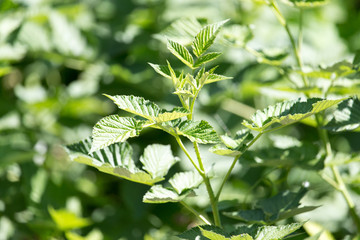 young branches of raspberry