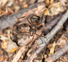 ant in nature. close-up