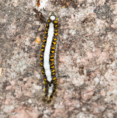 caterpillar in nature. close-up