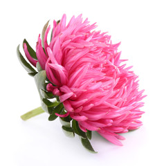 beautiful chrysanthemum flower, isolated on white