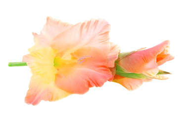 beautiful gladiolus flower, isolated on white