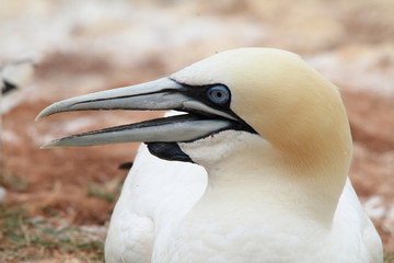 uccello sula bassana helgoland mare del nord isole frisone