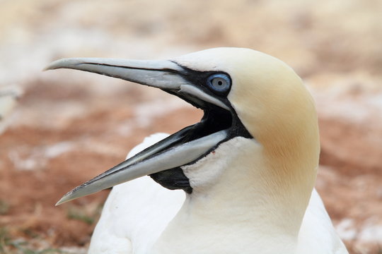 uccello sula bassana helgoland mare del nord isole frisone