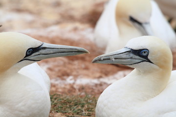 uccello sula bassana helgoland mare del nord isole frisone